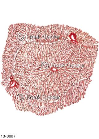 Histologie Leberläppchen mit Leberzellen Hepatozyten