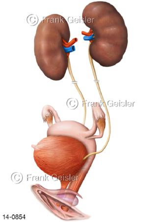 Urogenitalsystem, Organe Harnapparat Geschlechtsapparat Frau