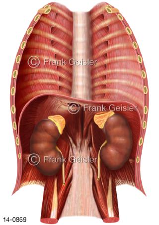 Nieren in Peritonealhöhle Bauchhöhle mit Bauchfell
