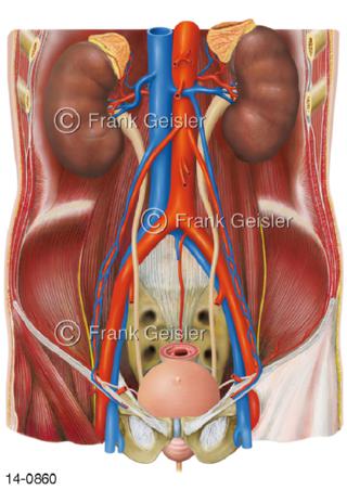 Nieren Peritonealraum großen Gefäße Harntrakt