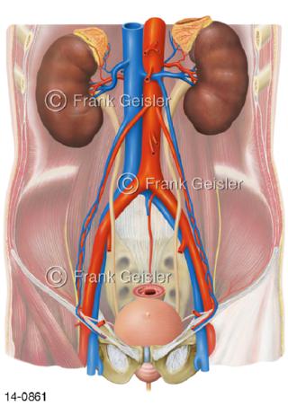 Peritonealhöhle, Lage Nieren und Gefäße