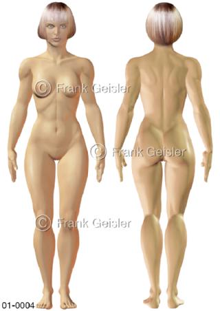 Anatomie Oberfläche Mann, ventral und dorsal