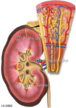 Längsschnitt Niere, Histologie Nephron