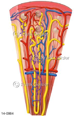 Histologie Nephron Nierenkörperchen mit Kapillare der Niere