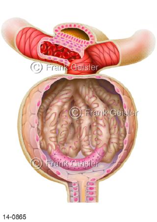 Nierenkörperchen Glomerulus, Malpighi Körperchen der Nieren