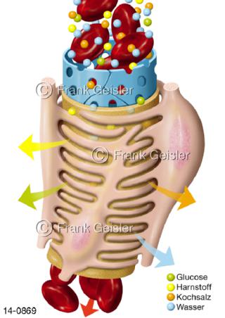 Nierenkörperchen Niere, Podozyten Nierenfilter Harn