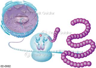 Zellkern, Ribosom produziert mittels mRNA Protein im Nukleus