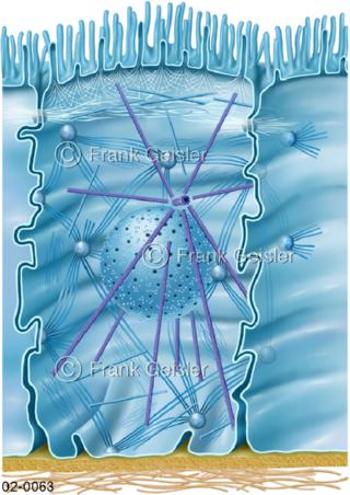 Zytoskelett und Zellwand einer Zelle
