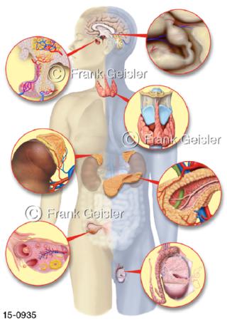 Übersicht Hormondrüsen Organe Frau Mann