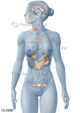 Hormonsystem, Hormondrüsen Organe Frau