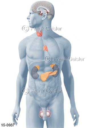 Hormonsystem, Hormondrüsen Organe Mann