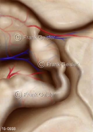 Ansicht Epiphyse Zirbeldüse Pineal gland