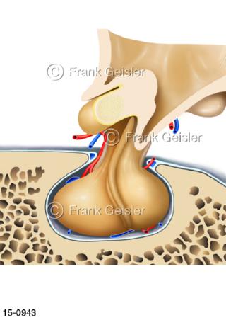 Hirnanhangdrüse Hypophyse in Knochengrube der Schädelbasis