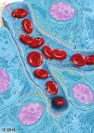 Hirnanhangdrüse Hypophyse, Histologie hormonbildende Zellen Blutkapillare