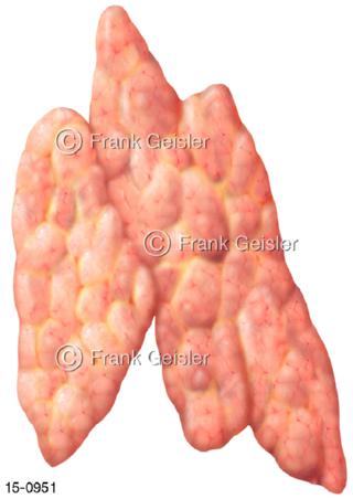 Thymusdrüse Thymus Bries