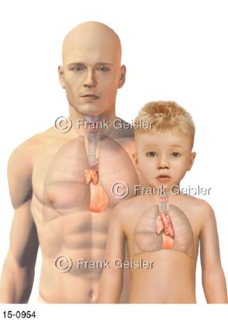 Thymus Bries Organ Erwachsener Kind