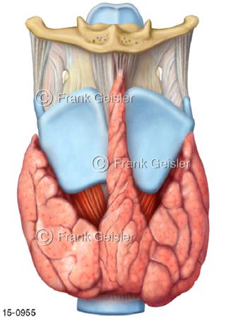 Hormondrüse Schilddrüse Glandula thyreoidea Kehlkopf vorn