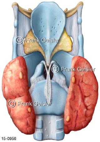 Schilddrüse  Nebenschilddrüsen Kehlkopf dorsal