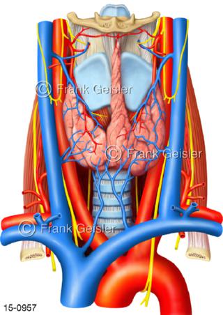 Lage Schilddrüse Kehlkopf Blutgefäße