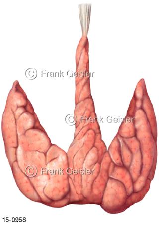 Hormondrüse Schilddrüse, Lappen Mittellappen vorn