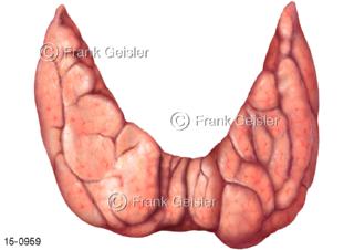 Hormondrüse Schilddrüse, Lappen ohne Mittellappen von vorn