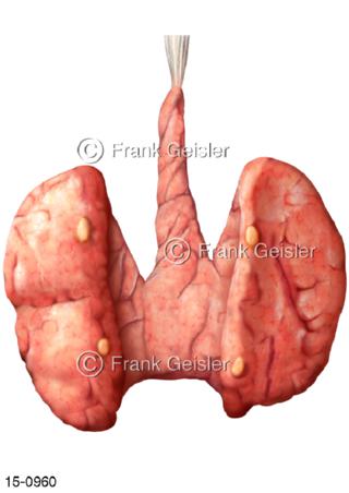 Lappen Schilddrüse Nebenschilddrüsen dorsal