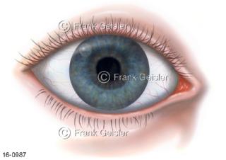 Sehorgan Auge, Augapfel Bulbus-oculi Pupille Iris
