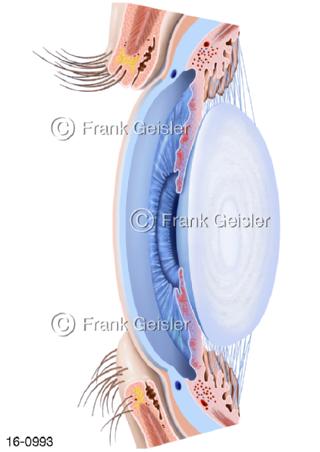 Auge, Hornhaut Regenbogenhaut Linse