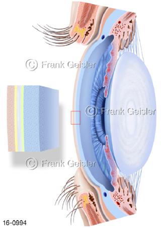 Auge, Hornhaut Augenlinse Tränenfilm