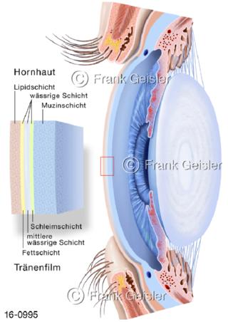 Auge, Hornhaut Augenlinse Tränenfilm