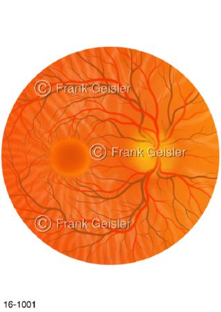 Augenhintergrund, Makula Auge normal