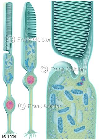 Auge, Stäbchen Zapfen der Netzhaut Retina