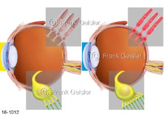 Augapfel mit Netzhaut Retina, Hell-Dunkel-Adaptation, Regeneration von Rhodopsin in Stäbchen