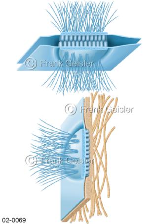 Zellwand mit Desmosomen und Halbdesmosomen als Verbindung