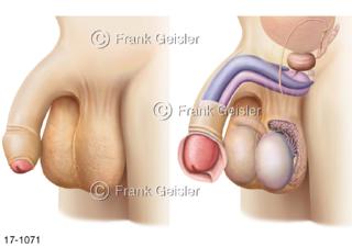 Ansichten Penis Glied mit männliche Geschlechtsdrüse Hodensack Skrotum und Hoden Testis