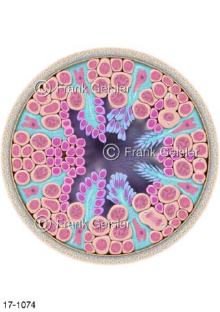 Hodenkanälchen Tubuli seminiferi mit Samenepithel Samenzellen