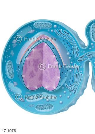 Akrosombildung Kopfkappe Akrosom Samenzelle