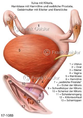 Geschlechtsorgane und Harnblase der Frau
