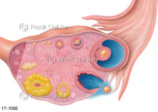 Ovarialzyklus Eierstock Ovar, Gelbkörperbildung Eisprung Ovulation Eizelle Oozyte