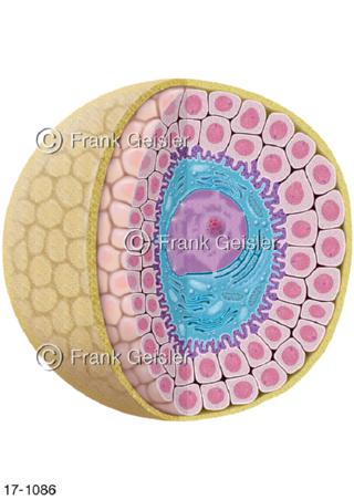 Sekundärfollikel Eizelle Oozyt