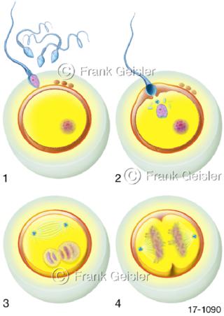 Befruchtung Verschmelzung männliche weibliche Keimzellen