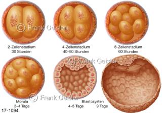 Fortpflanzung, Befruchtung Zellstadien der Furchung Morula Blastozyte