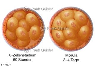 Fortpflanzung, befruchtete Eizellen Zygoten, Bildung Morula