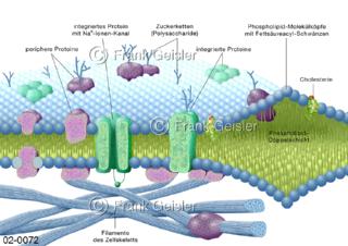 Zellwand, Aufbau einer Zellmembran, zweilagige Schicht von Lipiden und Eiweißen