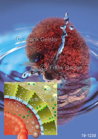 Dialyse, Nieren Blutreinigung Blutwäsche