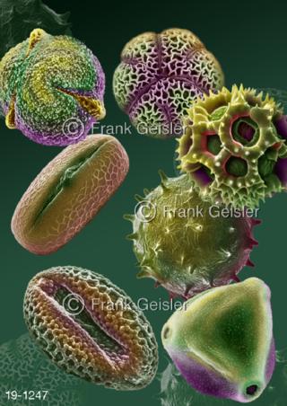 Pollen Pollenflug Auslöser Pollenallergie