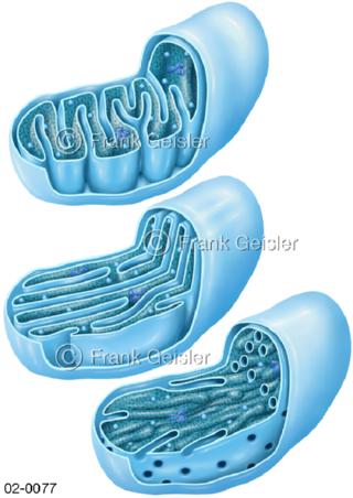Mitochondrien für Zellstoffwechsel und Apoptose