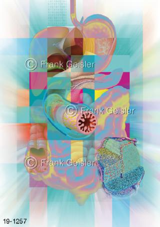 Medical Art Verdauung Verdauungssystem