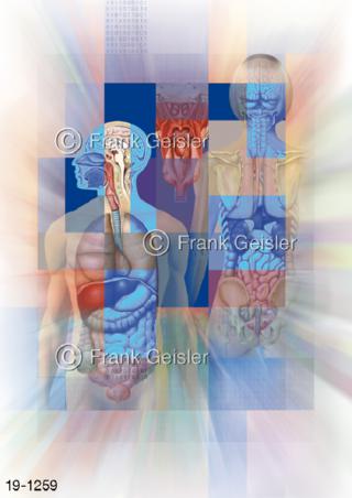 Medical Art Topografie Organe Körper