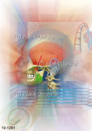 Medical Art Muskeln Muskulatur Skelett